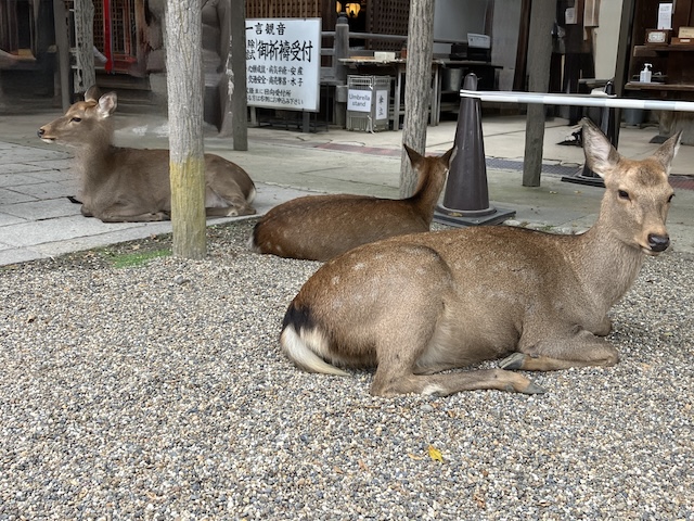 人をいなくした鹿の写真